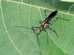 Zelus laticornis