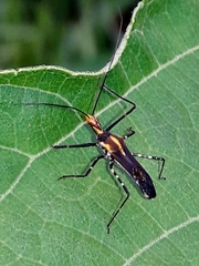 Zelus laticornis