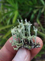 Cladonia rappii