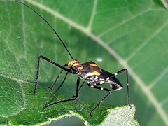 Zelus laticornis