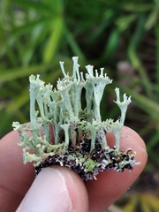 Cladonia rappii