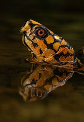 Common Box Turtle photo 2