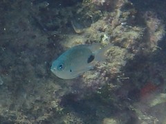 Abudefduf sparoides