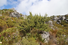 Cliffortia tridentata