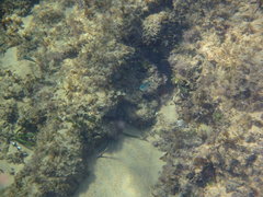 Abudefduf sparoides