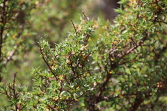 Cliffortia tridentata