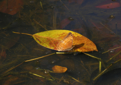 Cirrochroa tyche mithila