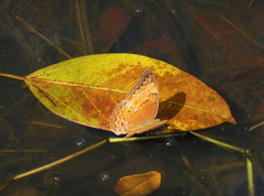 Cirrochroa tyche mithila