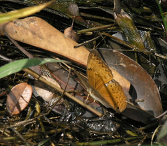 Cirrochroa tyche mithila