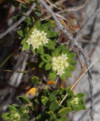 Phylica dioica