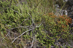Phylica dioica