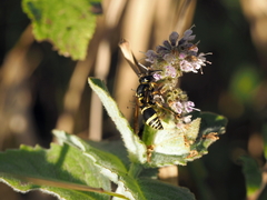 Allodynerus delphinalis