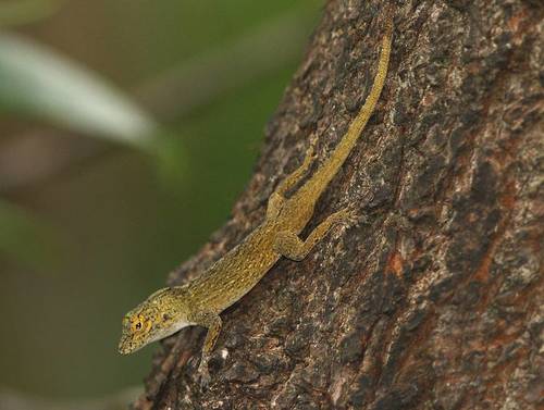 Bark Anole