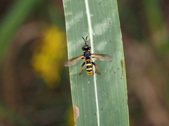 Conops ceriaeformis