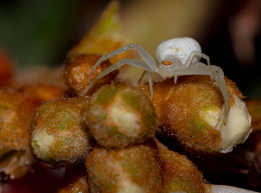 Misumessus tamiami
