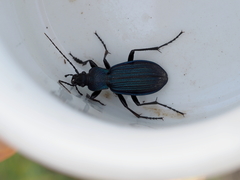 Carabus exaratus