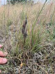 Thelymitra longifolia
