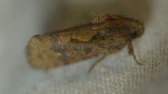 Acrolophus walsinghami