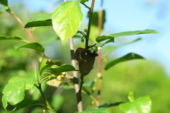 Coenonympha hero