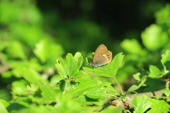 Coenonympha hero