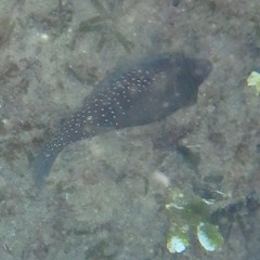 Canthigaster