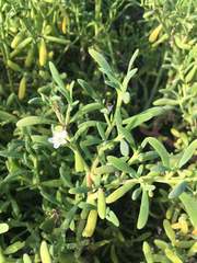 Sesuvium edmonstonei