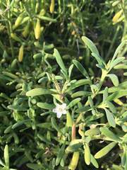 Sesuvium edmonstonei