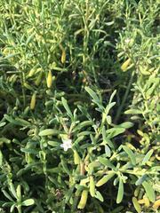 Sesuvium edmonstonei