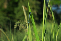 Coenagrion ornatum