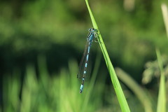 Coenagrion ornatum