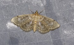Anania coronata