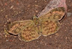 Carrhenes fuscescens