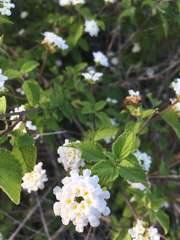 Lantana peduncularis