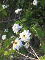 Lantana peduncularis