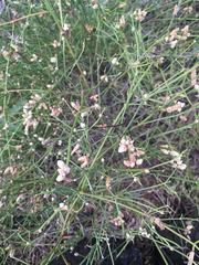 Alternanthera filifolia