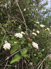 Lantana peduncularis
