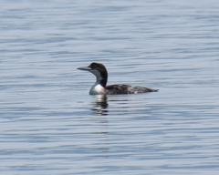 Gavia immer image