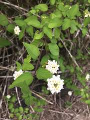 Lantana peduncularis