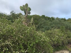 Lantana peduncularis