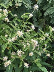 Alternanthera echinocephala