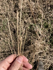 Elionurus tripsacoides