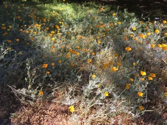 Eschscholzia californica