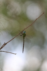 Coryphaeschna adnexa