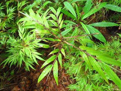 Chusquea repens ssp. oaxacacensis