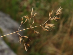 Agrostis rupestris