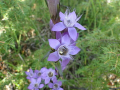 Gentianella germanica