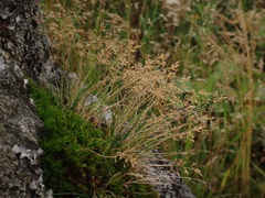 Agrostis rupestris