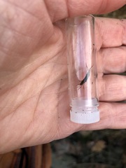 Bulychevia enigmatica