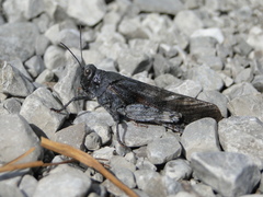 Bryodemella tuberculata