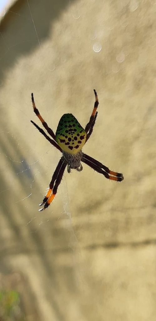 Magellanic green spider